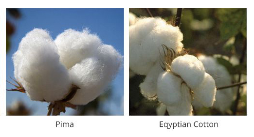 Qual é a diferença entre algodão Egípcio e algodão Pima